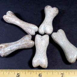 Dinosaur Bone