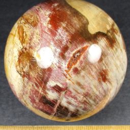 SP802 Petrified Wood