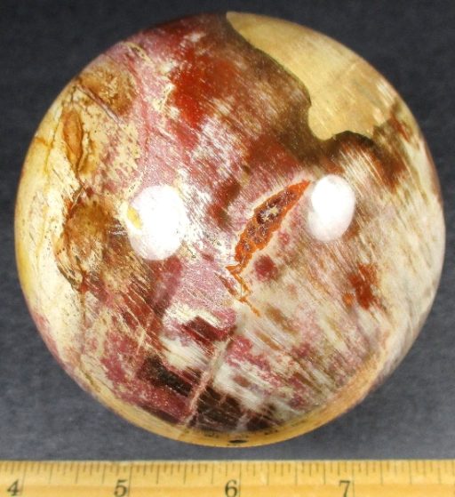 SP802 Petrified Wood