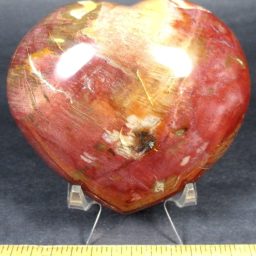 Petrified Wood