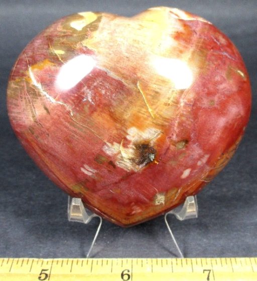 Petrified Wood