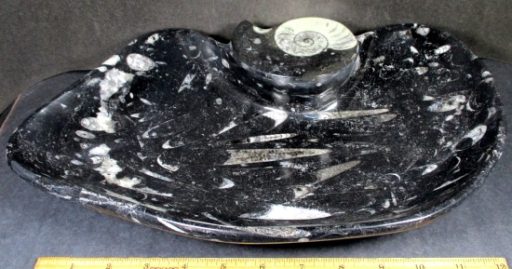 Fossil Dish