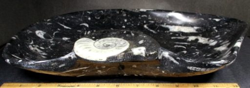 Fossil Dish