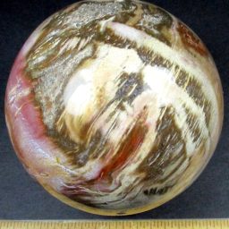 Petrified Wood