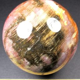 Petrified Wood