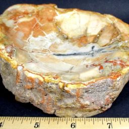 Madagascar Petrified Wood Bowl