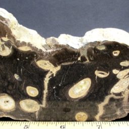 Wormwood Petrified Wood