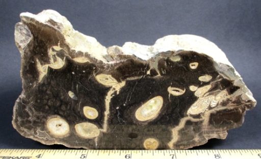 Wormwood Petrified Wood