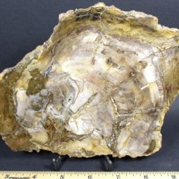 Madagascar Petrified Wood