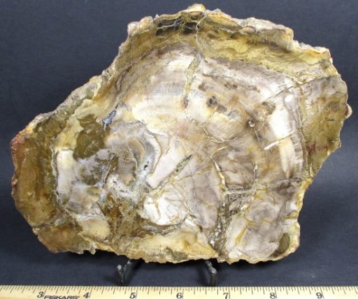 Madagascar Petrified Wood