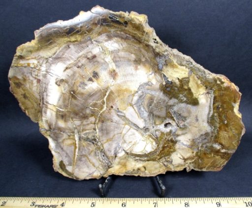 Madagascar Petrified Wood