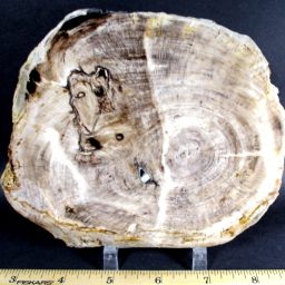 Petrified Wood Slab