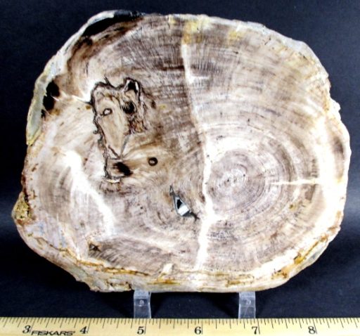 Petrified Wood Slab