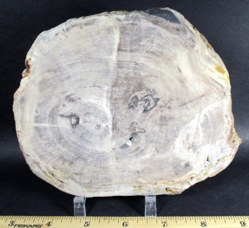 Petrified Wood Slab