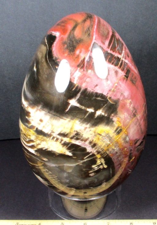 PETRIFIED WOOD EGG