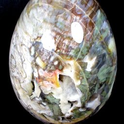 PETRIFIED WOOD EGG