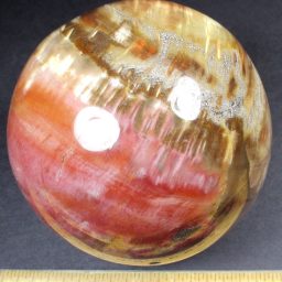 Petrified Wood