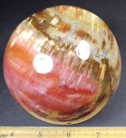 Petrified Wood