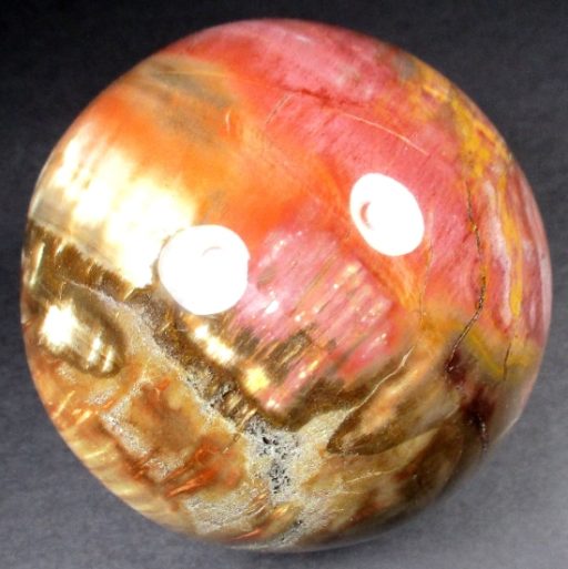 Petrified Wood