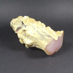 NEVADA PINK PETRIFIED WOOD LIMB