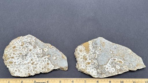 Indonesian Fossil Coral