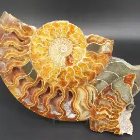 Damaged Ammonite