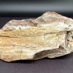 South Dakota Petrified Wood