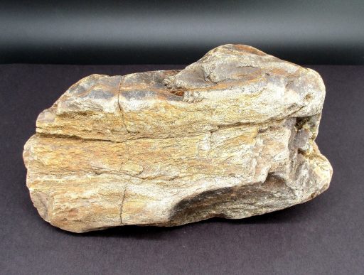 South Dakota Petrified Wood