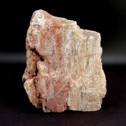 Petrified Wood