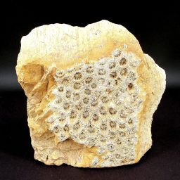 Fossil Coral