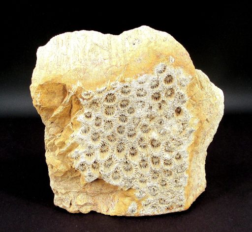 Fossil Coral