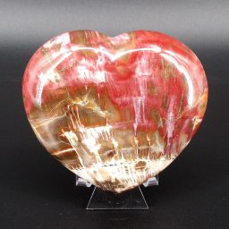 Petrified Wood