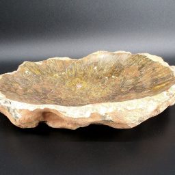 Fossil Coral Dish