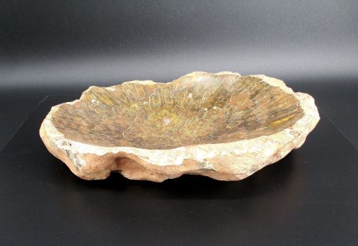 Fossil Coral Dish