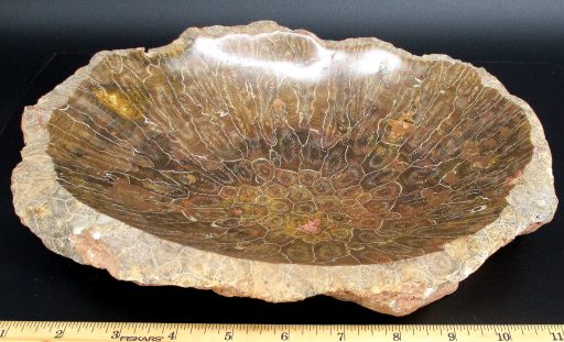 Fossil Coral Dish