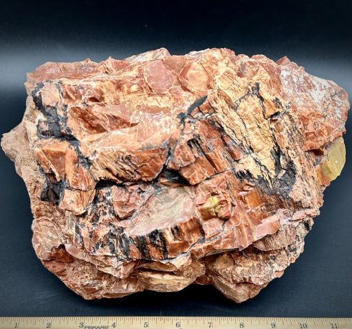 Arizona Petrified Wood