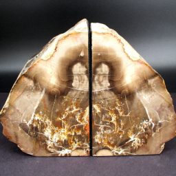 Petrified Wood Bookends