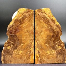 Petrified Wood Bookends