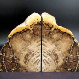 Petrified Wood Bookends