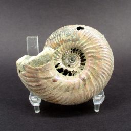 Pyritized Ammonite