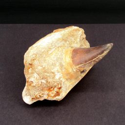 Mosasaur Tooth