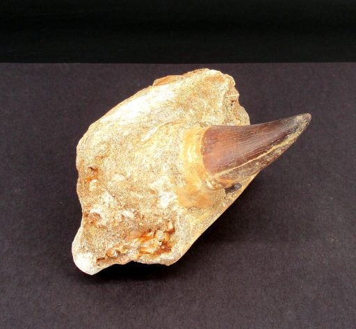 Mosasaur Tooth