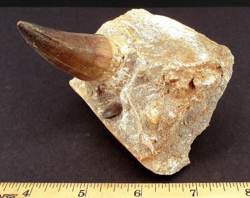 Mosasaur Tooth