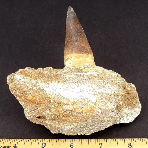 FO206 Mosasaur Tooth - Image 3