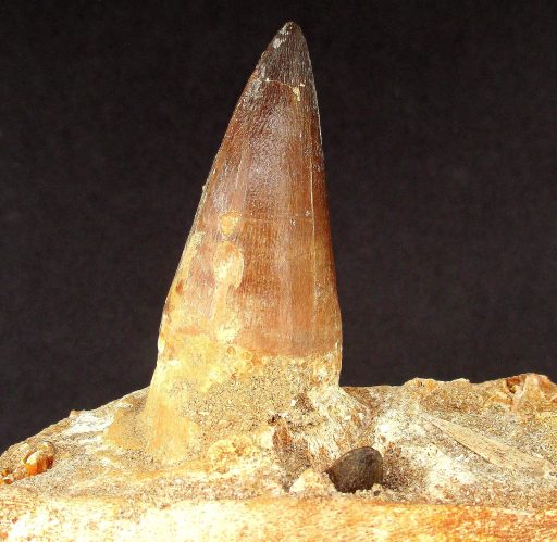 FO206 Mosasaur Tooth - Image 5