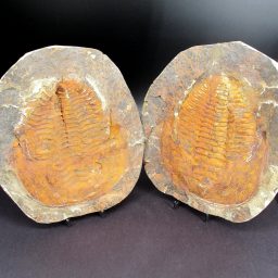 Trilobite