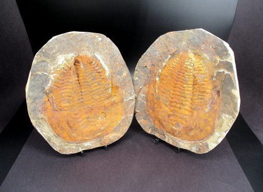 Trilobite