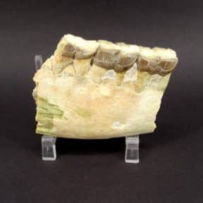 Fossil Teeth