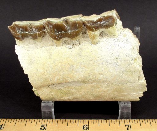 Fossil Teeth