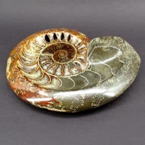 Ammonite Bowl